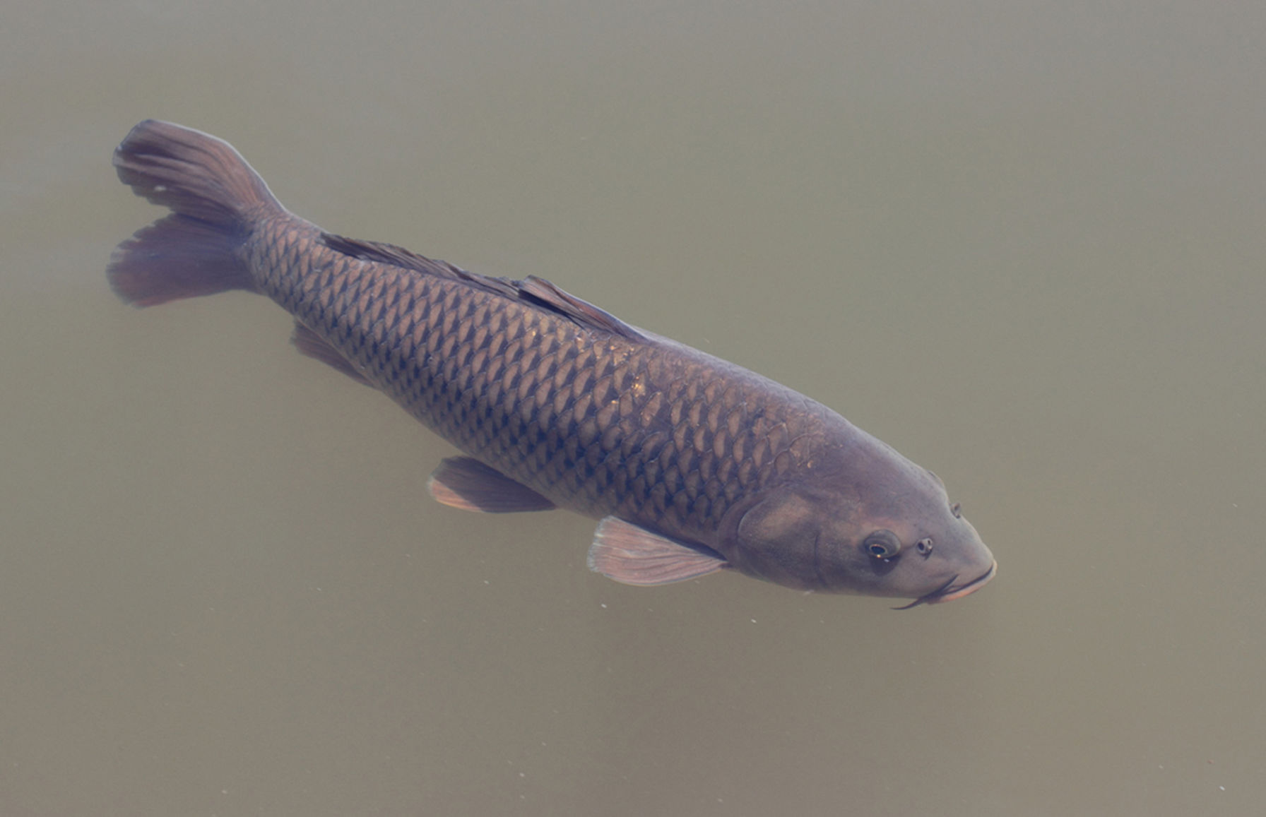 Black Carp